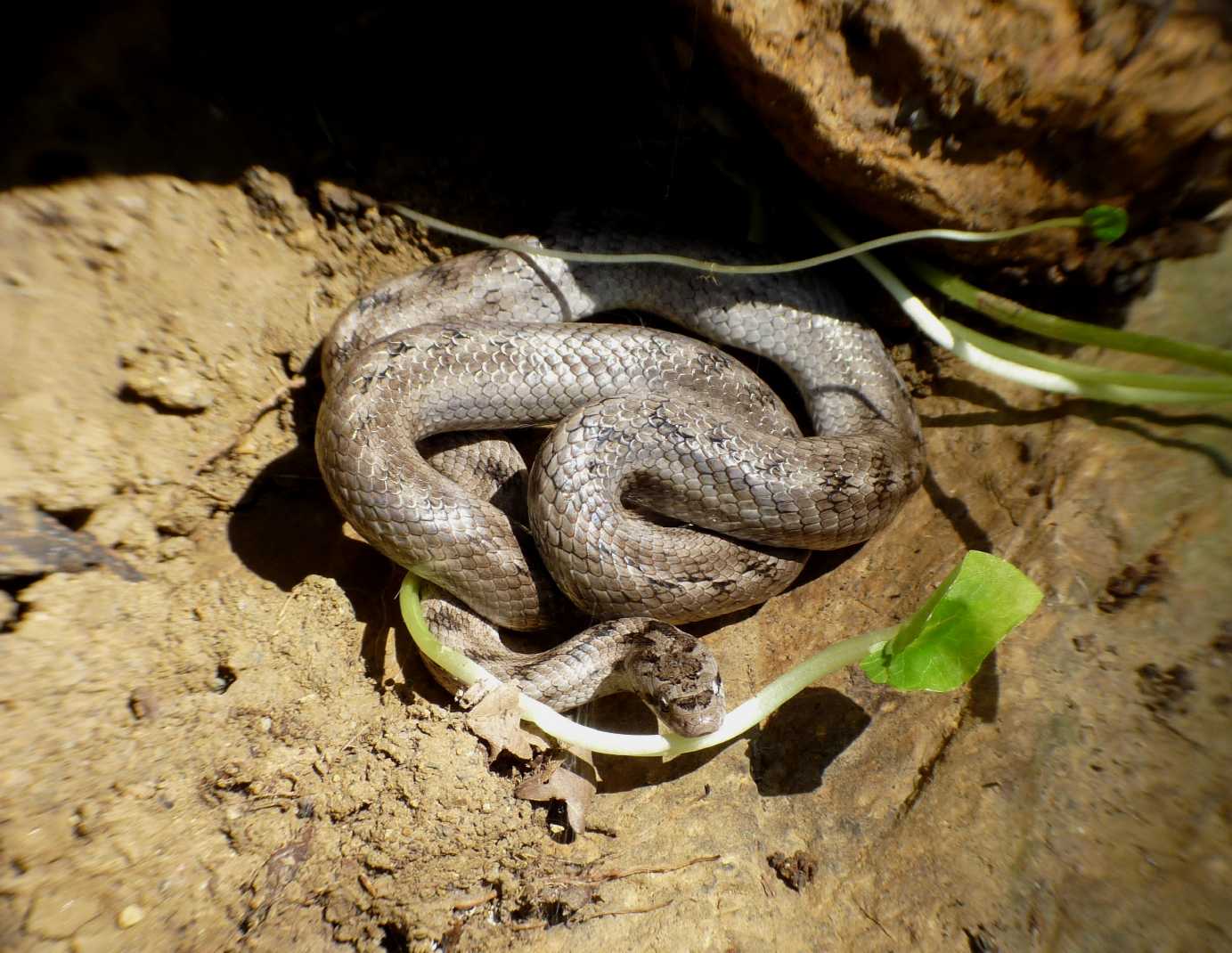 Serpente di colore chiaro